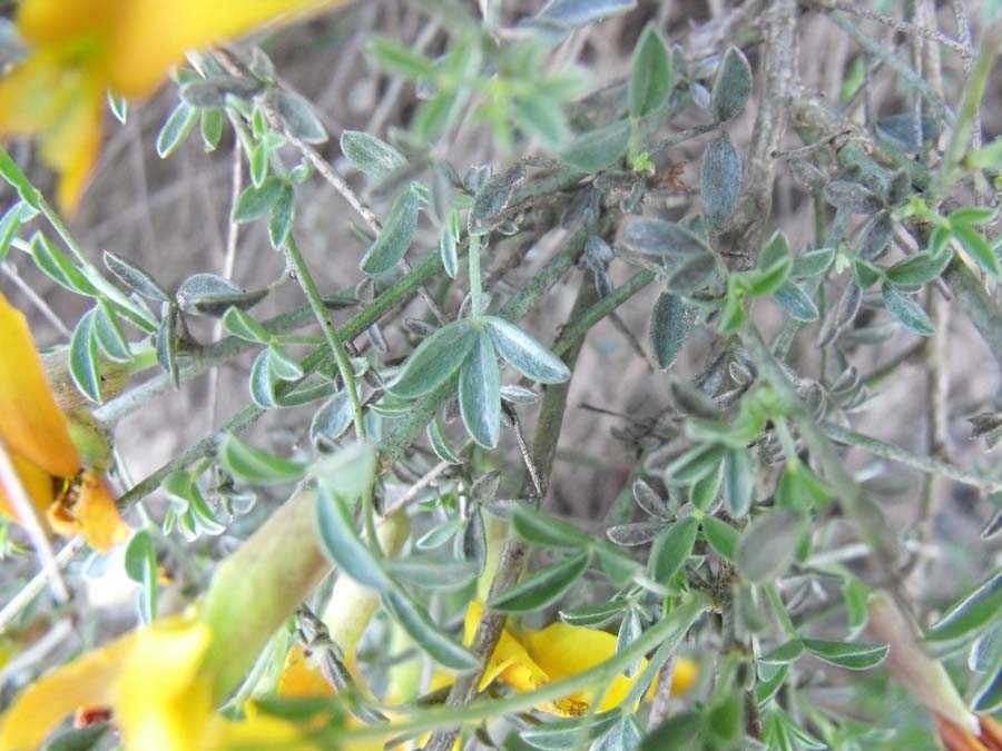 Cytisus spinescens / Citiso spinoso